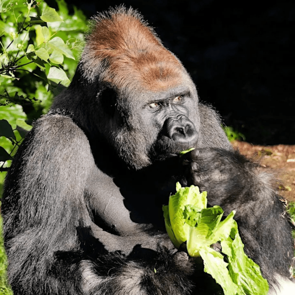 Eat Like the Animals Event