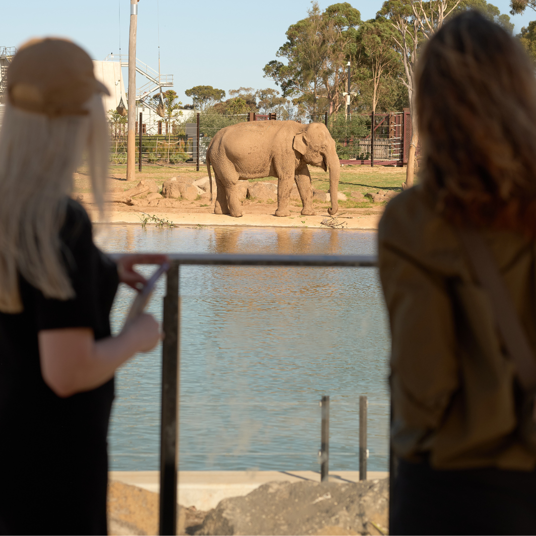 VTIC Corporate Event at Werribee Open Range Zoo