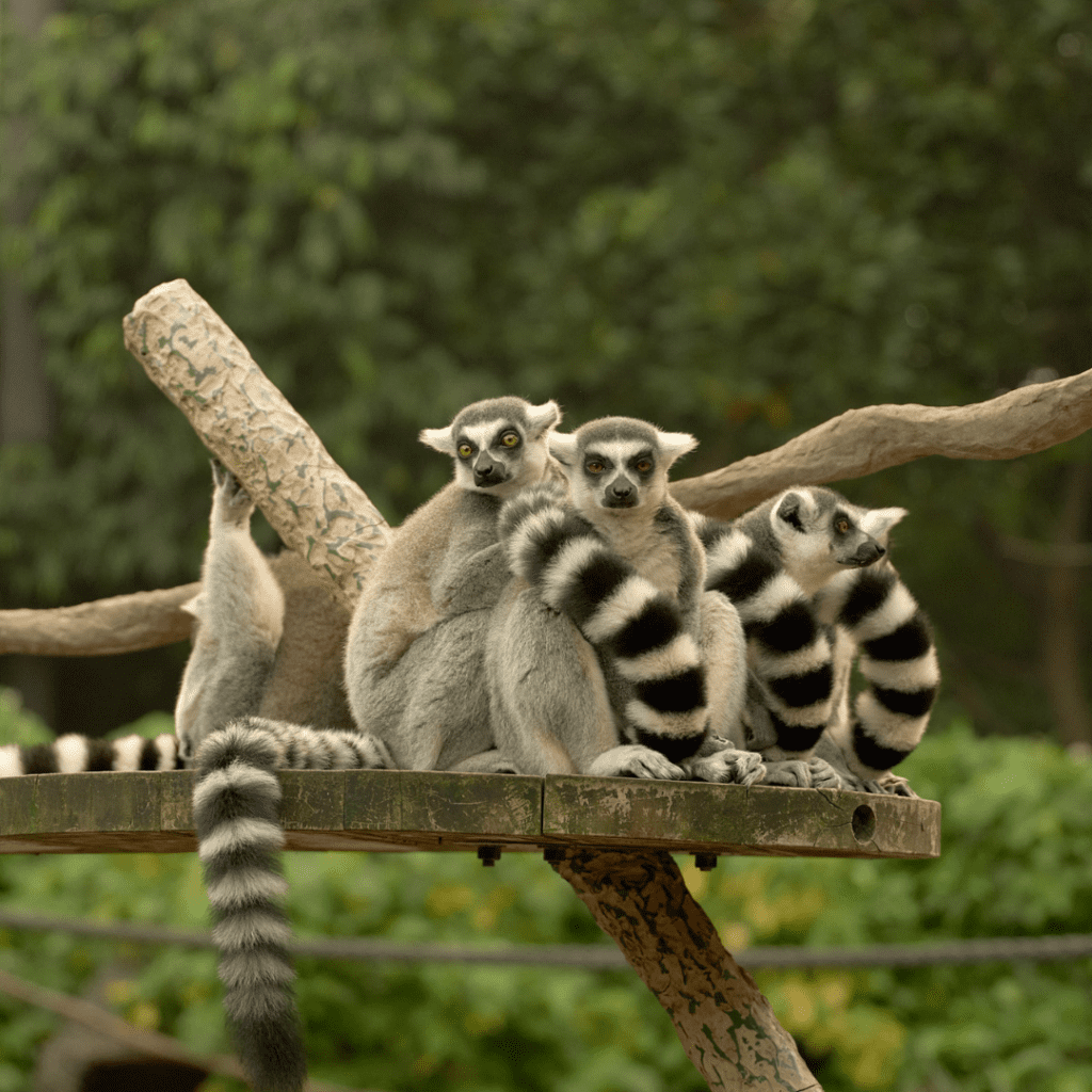 Four ring-tailed lemurs sitting together on a timber platform, seen during An After Dark Culinary Adventure at Melbourne Zoo