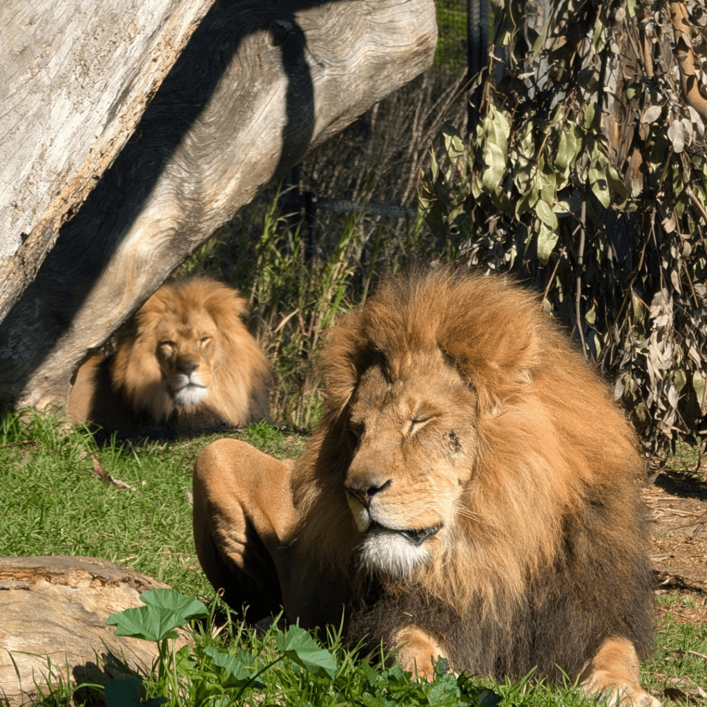 Gorilla Ranger Station Kids Birthday Party Melbourne Zoo