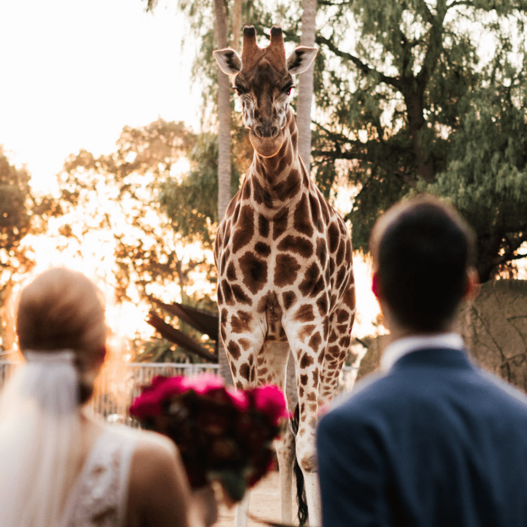 Bride and groom admiring a giraffe during their Melbourne Zoo wedding photoshoot